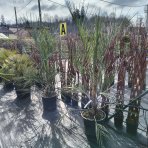 Butia hlavatá (Butia Capitata) - výška 120-150 cm, kont. C40L (-10°C)